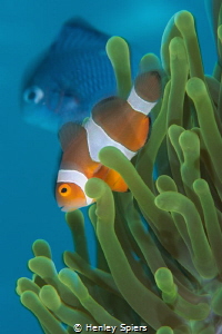 Blurry Clownfish Photobomb by Henley Spiers 